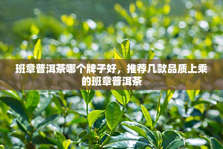 班章普洱茶哪个牌子好，推荐几款品质上乘的班章普洱茶