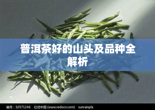 普洱茶好的山头及品种全解析