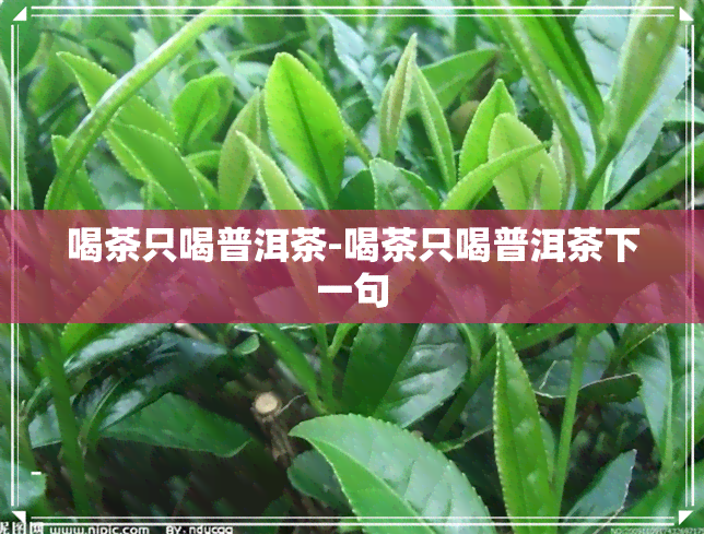 喝茶只喝普洱茶-喝茶只喝普洱茶下一句