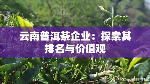 云南普洱茶企业：探索其排名与价值观