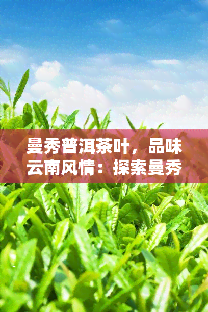 曼秀普洱茶叶，品味云南风情：探索曼秀普洱茶叶的世界