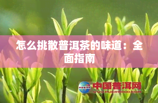 怎么挑散普洱茶的味道：全面指南