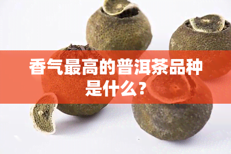 香气更高的普洱茶品种是什么？