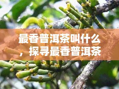 最香普洱茶叫什么，探寻最香普洱茶，哪种茶叶口感？