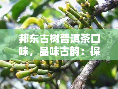 邦东古树普洱茶口味，品味古韵：探索邦东古树普洱茶的独特口感