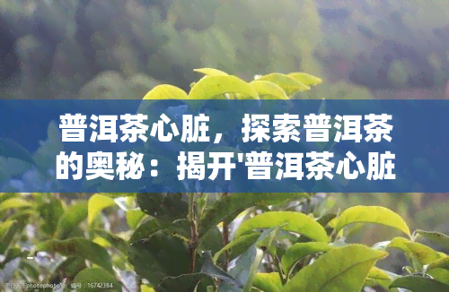 普洱茶心脏，探索普洱茶的奥秘：揭开'普洱茶心脏'的秘密