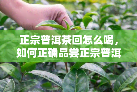 正宗普洱茶回怎么喝，如何正确品尝正宗普洱茶的回味道？