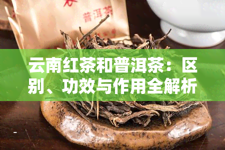 云南红茶和普洱茶：区别、功效与作用全解析