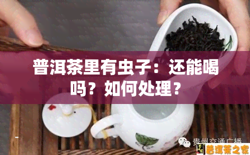 普洱茶里有虫子：还能喝吗？如何处理？