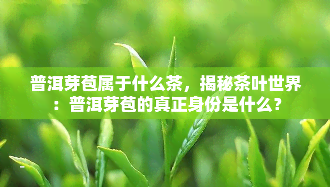 普洱芽苞属于什么茶，揭秘茶叶世界：普洱芽苞的真正身份是什么？