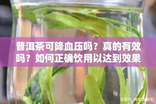 普洱茶可降血压吗？真的有效吗？如何正确饮用以达到效果？了解普洱茶降血压的功效及科学饮用方法。