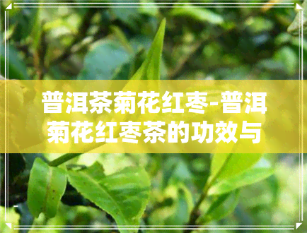 普洱茶菊花红枣-普洱菊花红枣茶的功效与作用