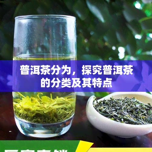 普洱茶分为，探究普洱茶的分类及其特点