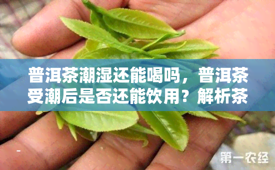 普洱茶潮湿还能喝吗，普洱茶受潮后是否还能饮用？解析茶叶湿度对口感的影响