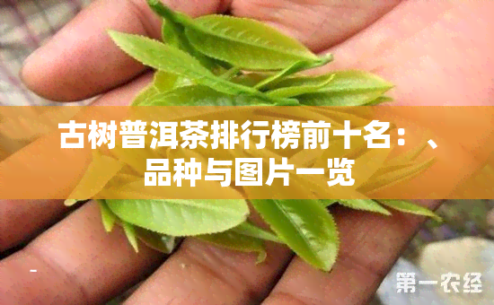 古树普洱茶排行榜前十名：、品种与图片一览