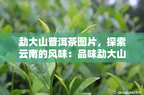 勐大山普洱茶图片，探索云南的风味：品味勐大山普洱茶的独特魅力！