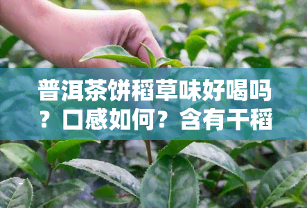 普洱茶饼稻草味好喝吗？口感如何？含有干稻草味是否影响饮用体验？