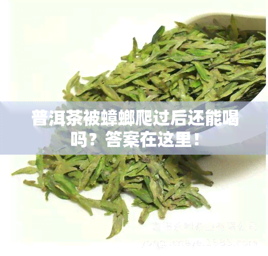 普洱茶被蟑螂爬过后还能喝吗？答案在这里！