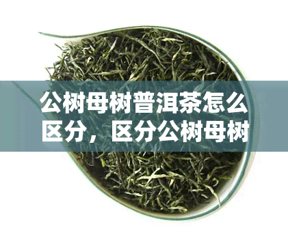 公树母树普洱茶怎么区分，区分公树母树普洱茶：你需要知道的关键点