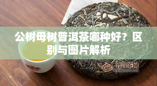 公树母树普洱茶哪种好？区别与图片解析