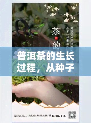 普洱茶的生长过程，从种子到杯中醇：探索普洱茶的生长过程