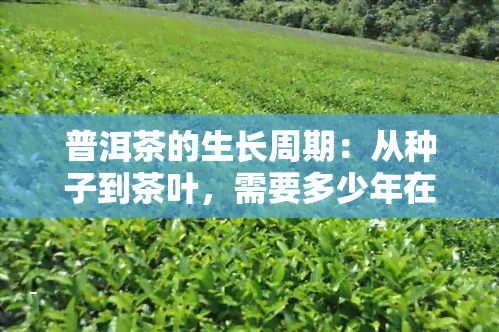 普洱茶的生长周期：从种子到茶叶，需要多少年在适宜的气候条件下生长？