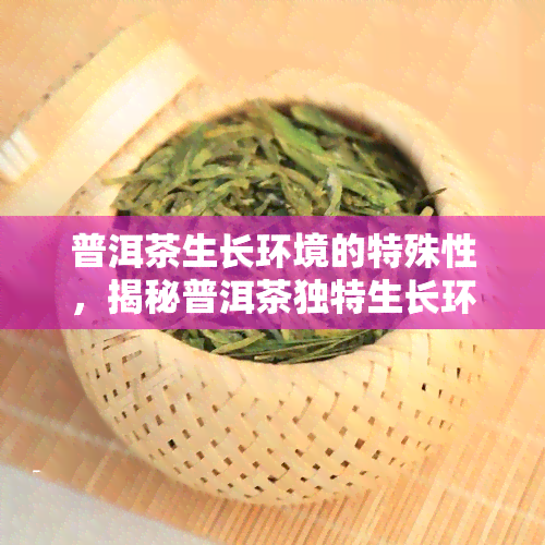 普洱茶生长环境的特殊性，揭秘普洱茶独特生长环境：特殊性解析与影响