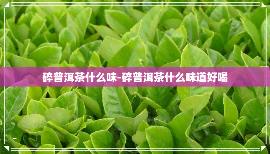 碎普洱茶什么味-碎普洱茶什么味道好喝