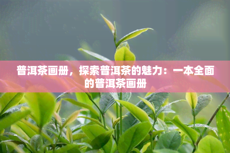 普洱茶画册，探索普洱茶的魅力：一本全面的普洱茶画册