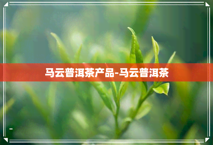 马云普洱茶产品-马云普洱茶