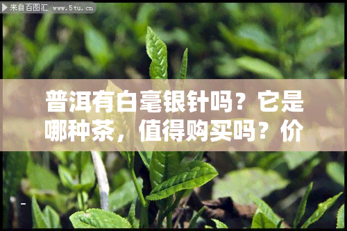 普洱有白毫银针吗？它是哪种茶，值得购买吗？价格如何？白毫在普洱中的含义是什么？