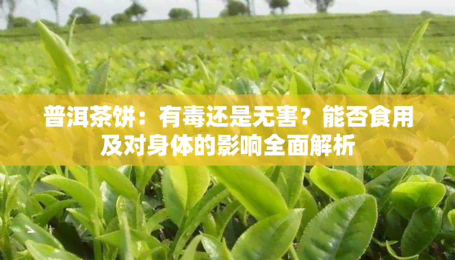 普洱茶饼：有还是无害？能否食用及对身体的影响全面解析