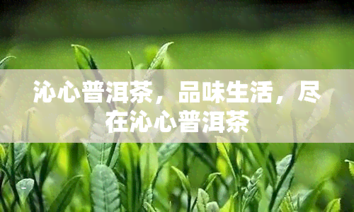 沁心普洱茶，品味生活，尽在沁心普洱茶