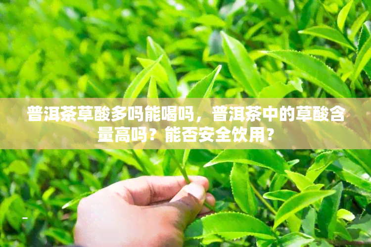 普洱茶草酸多吗能喝吗，普洱茶中的草酸含量高吗？能否安全饮用？