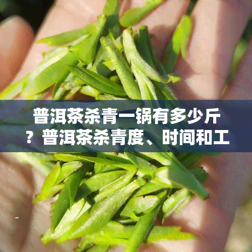 普洱茶杀青一锅有多少斤？普洱茶杀青度、时间和工艺细节解析