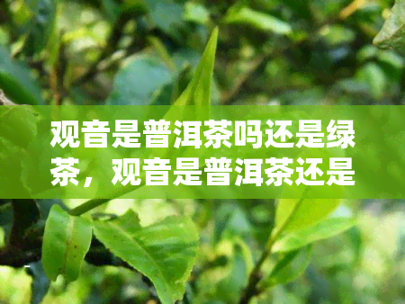 观音是普洱茶吗还是绿茶，观音是普洱茶还是绿茶？揭开这一茶叶品种的神秘面纱