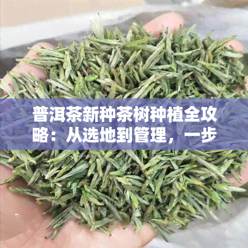 普洱茶新种茶树种植全攻略：从选地到管理，一步到位！