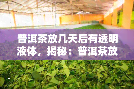 普洱茶放几天后有透明液体，揭秘：普洱茶放置几天后的透明液体是什么？