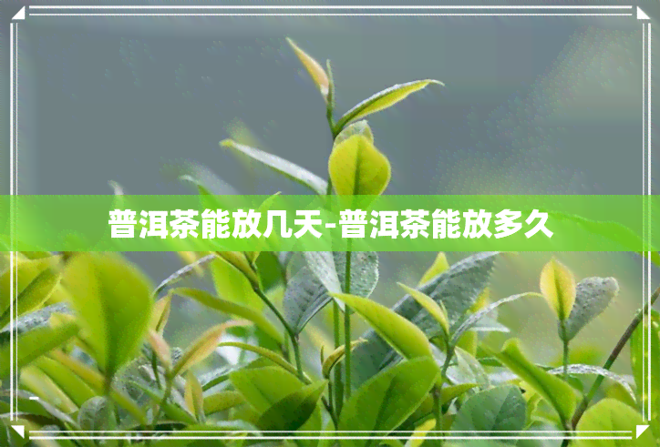 普洱茶能放几天-普洱茶能放多久