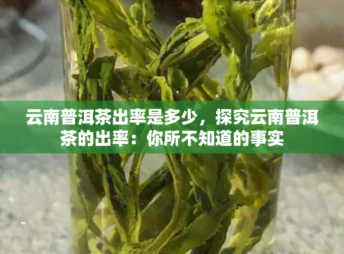 云南普洱茶出率是多少，探究云南普洱茶的出率：你所不知道的事实