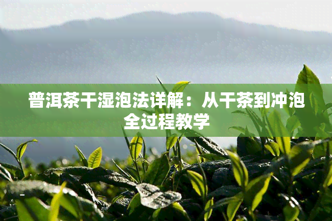 普洱茶干湿泡法详解：从干茶到冲泡全过程教学