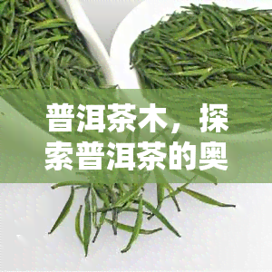 普洱茶木，探索普洱茶的奥秘：了解木型普洱茶的特点和魅力