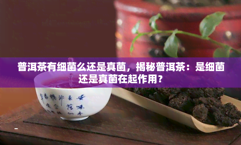 普洱茶有细菌么还是真菌，揭秘普洱茶：是细菌还是真菌在起作用？