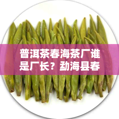 普洱茶春海茶厂谁是厂长？勐海县春海茶厂普洱茶质量如何评价？