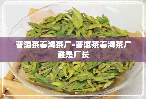 普洱茶春海茶厂-普洱茶春海茶厂谁是厂长