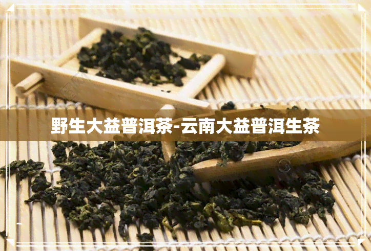 野生大益普洱茶-云南大益普洱生茶