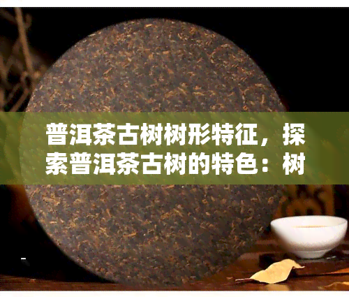 普洱茶古树树形特征，探索普洱茶古树的特色：树形特征解析