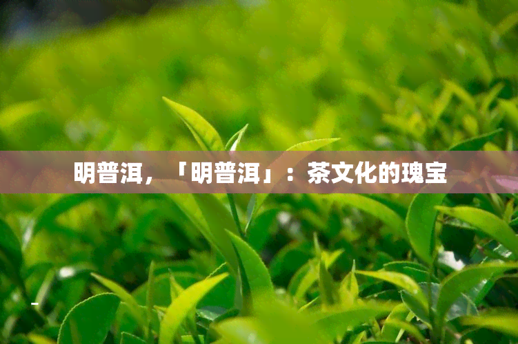 明普洱，「明普洱」：茶文化的瑰宝