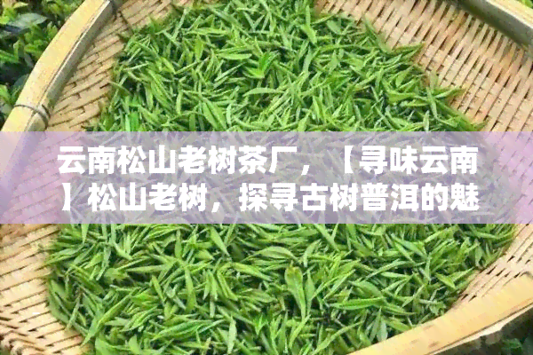 云南松山老树茶厂，【寻味云南】松山老树，探寻古树普洱的魅力