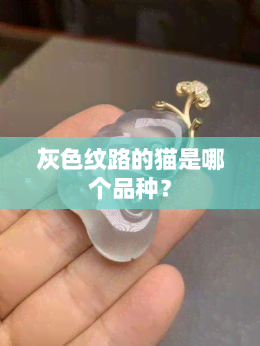 灰色纹路的猫是哪个品种？